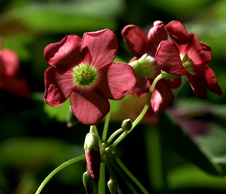 Изображение особи Oxalis tetraphylla.