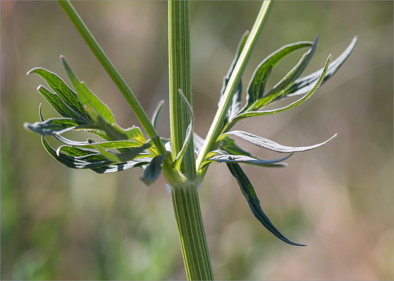 Image of Valeriana salina specimen.