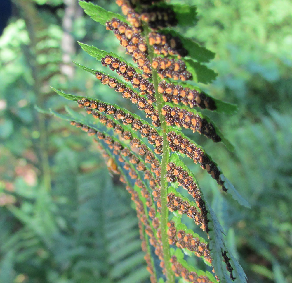 Image of Dryopteris filix-mas specimen.