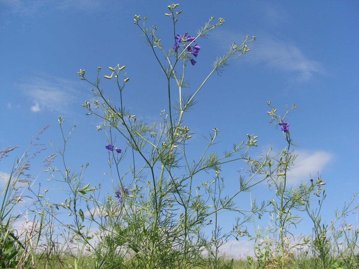 Image of Delphinium paniculatum specimen.