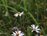 Symphyotrichum novi-belgii