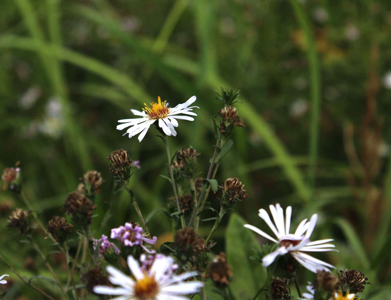 Изображение особи Symphyotrichum novi-belgii.