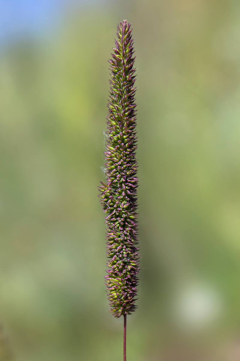 Изображение особи Phleum phleoides.