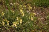Onosma caucasica