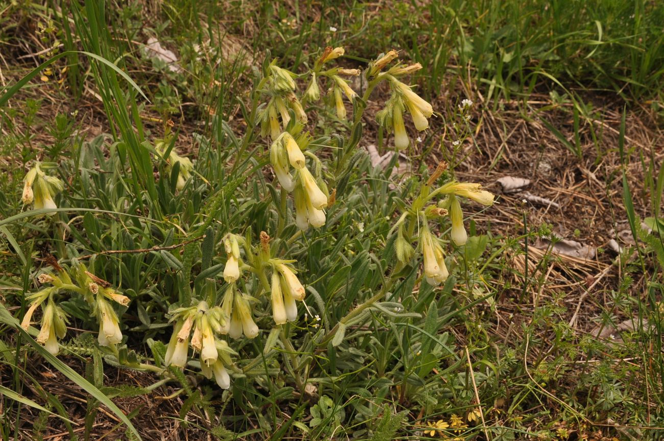 Изображение особи Onosma caucasica.