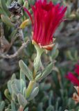 Lampranthus falcatus