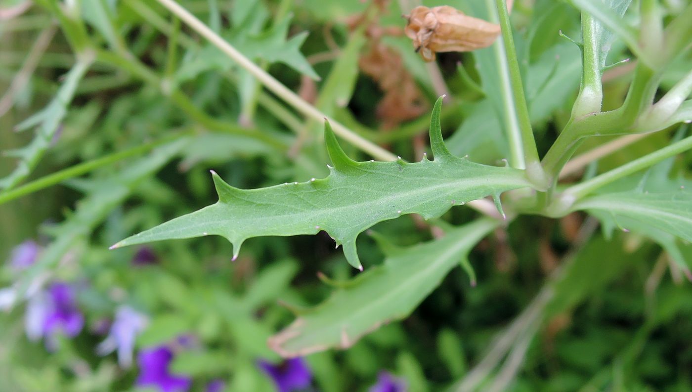 Image of Isotoma axillaris specimen.