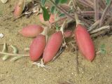 Astragalus longipetalus. Соплодие и черешки листьев. Дагестан, Кумторкалинский р-н, бархан Сарыкум. 06.05.2018.