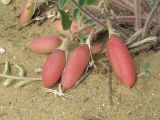 Astragalus longipetalus