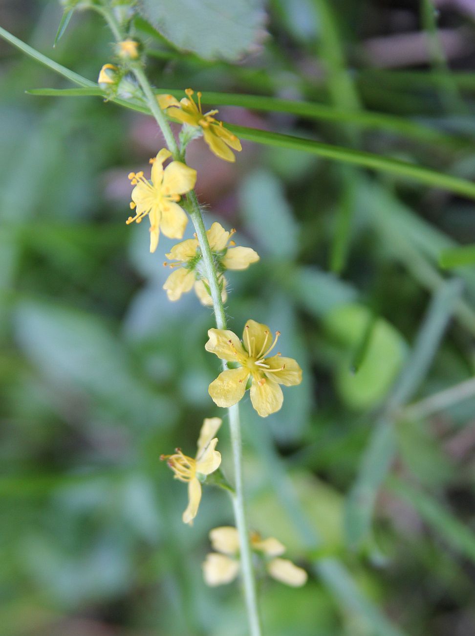 Image of Agrimonia pilosa specimen.