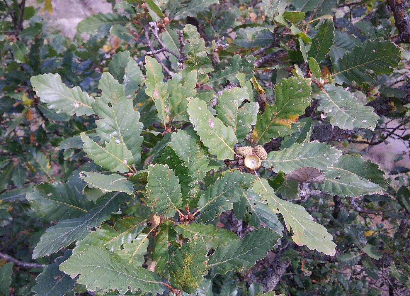 Image of genus Quercus specimen.