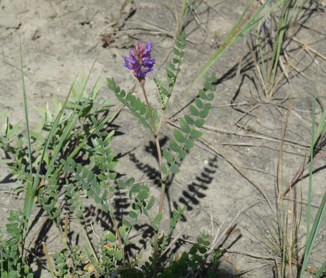 Image of Astragalus adsurgens specimen.