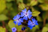 Ceratostigma plumbaginoides. Цветки. Крым, пос. Партенит, парк \"Айвазовское\", в культуре. 23.09.2018.