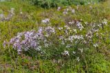 Dianthus superbus. Цветущие растения. Кольский п-ов, Кандалакшский берег Белого моря, каменистая коса, вороничная тундра. 24.07.2018.