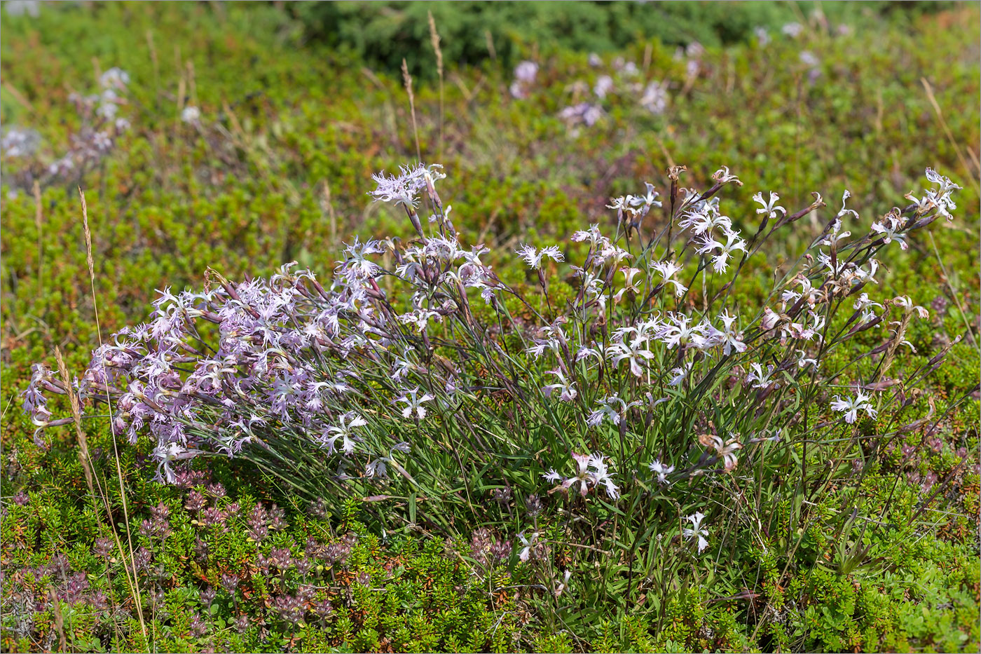 Изображение особи Dianthus superbus.