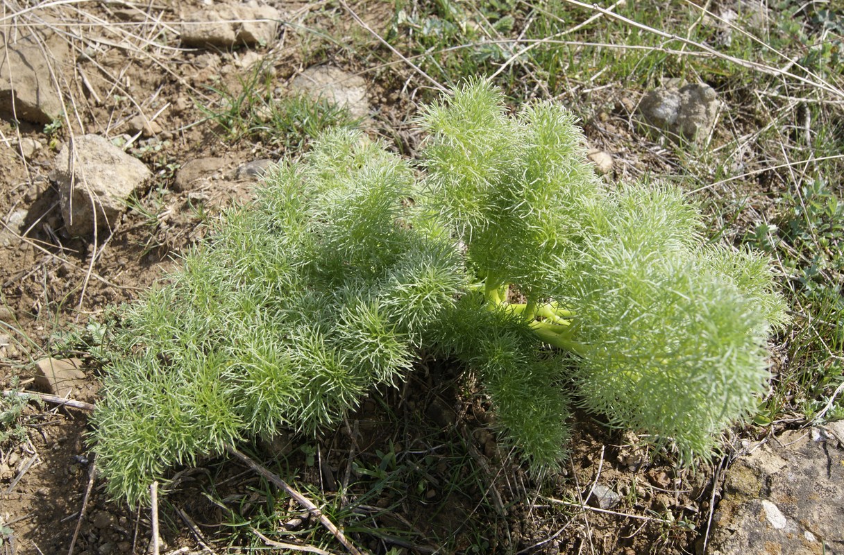 Изображение особи Prangos ferulacea.