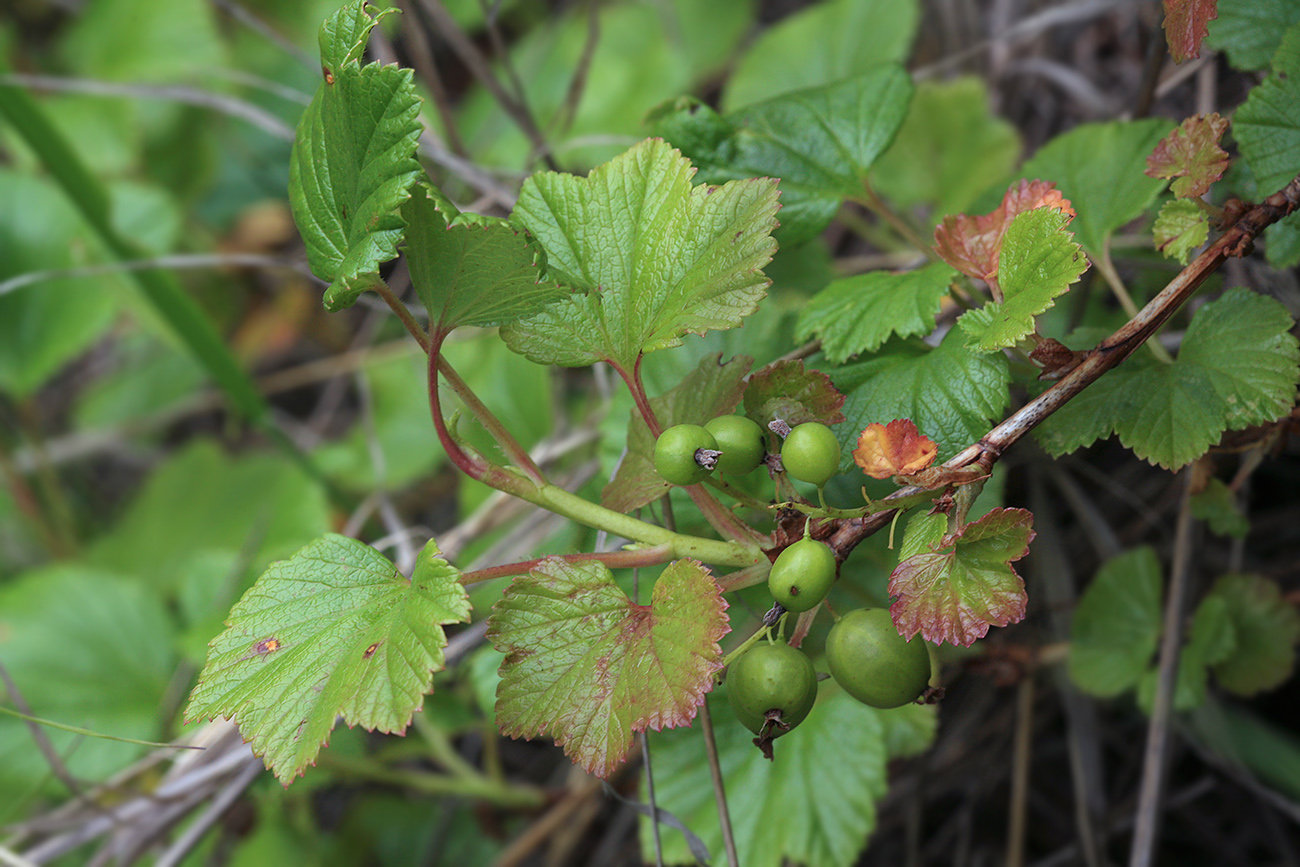 Изображение особи Ribes procumbens.