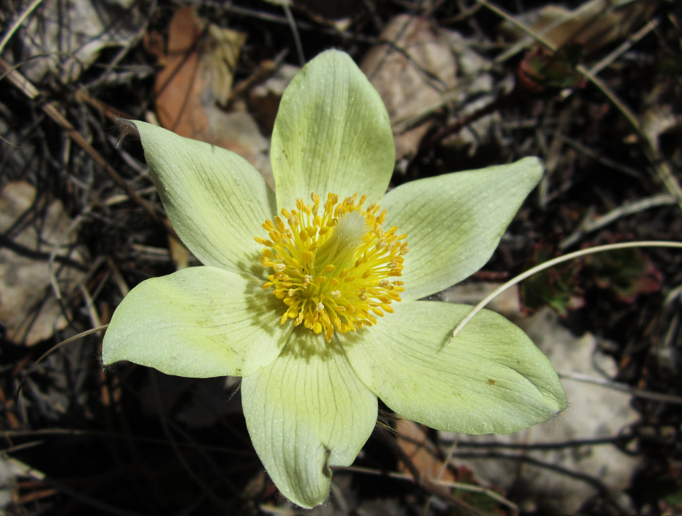 Изображение особи Pulsatilla uralensis.