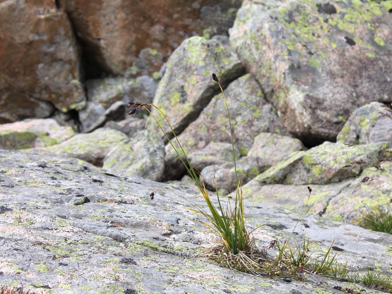 Image of Carex medwedewii specimen.