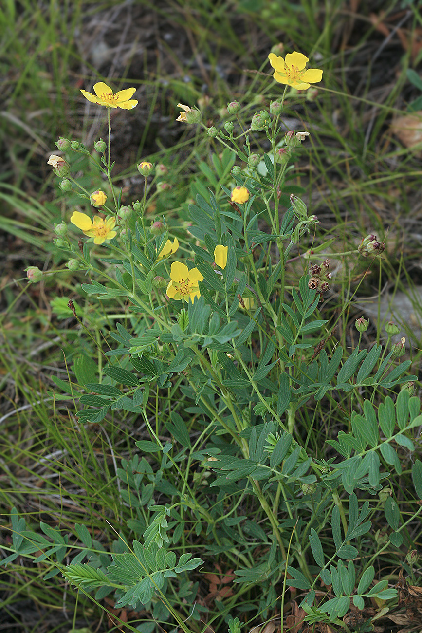 Изображение особи Potentilla bifurca.