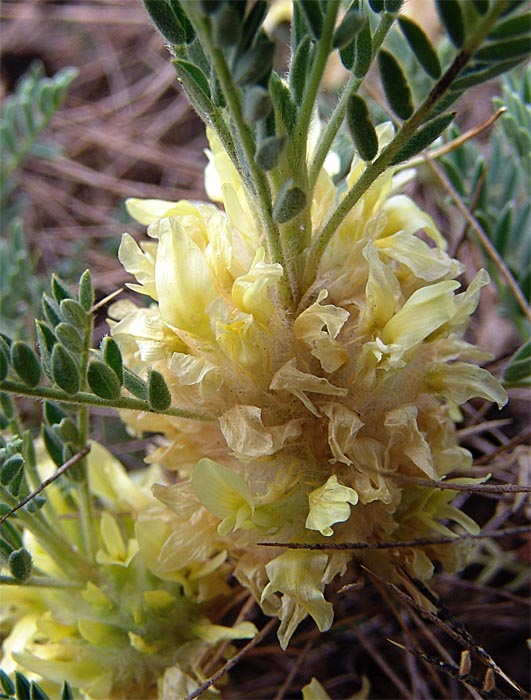 Изображение особи Astragalus aureus.