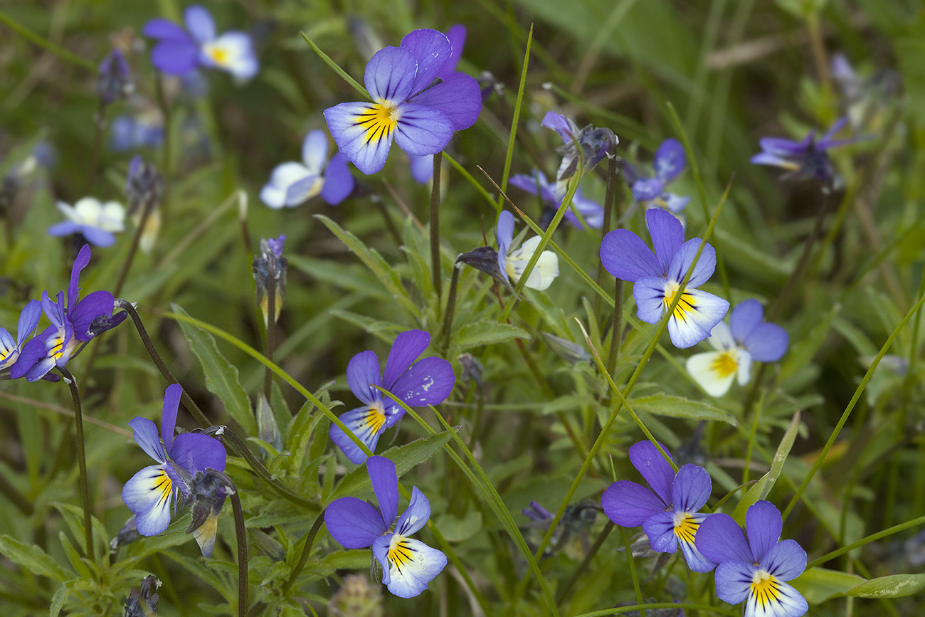 Изображение особи Viola tricolor.