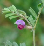 Vicia cordata