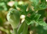 Heracleum sibiricum