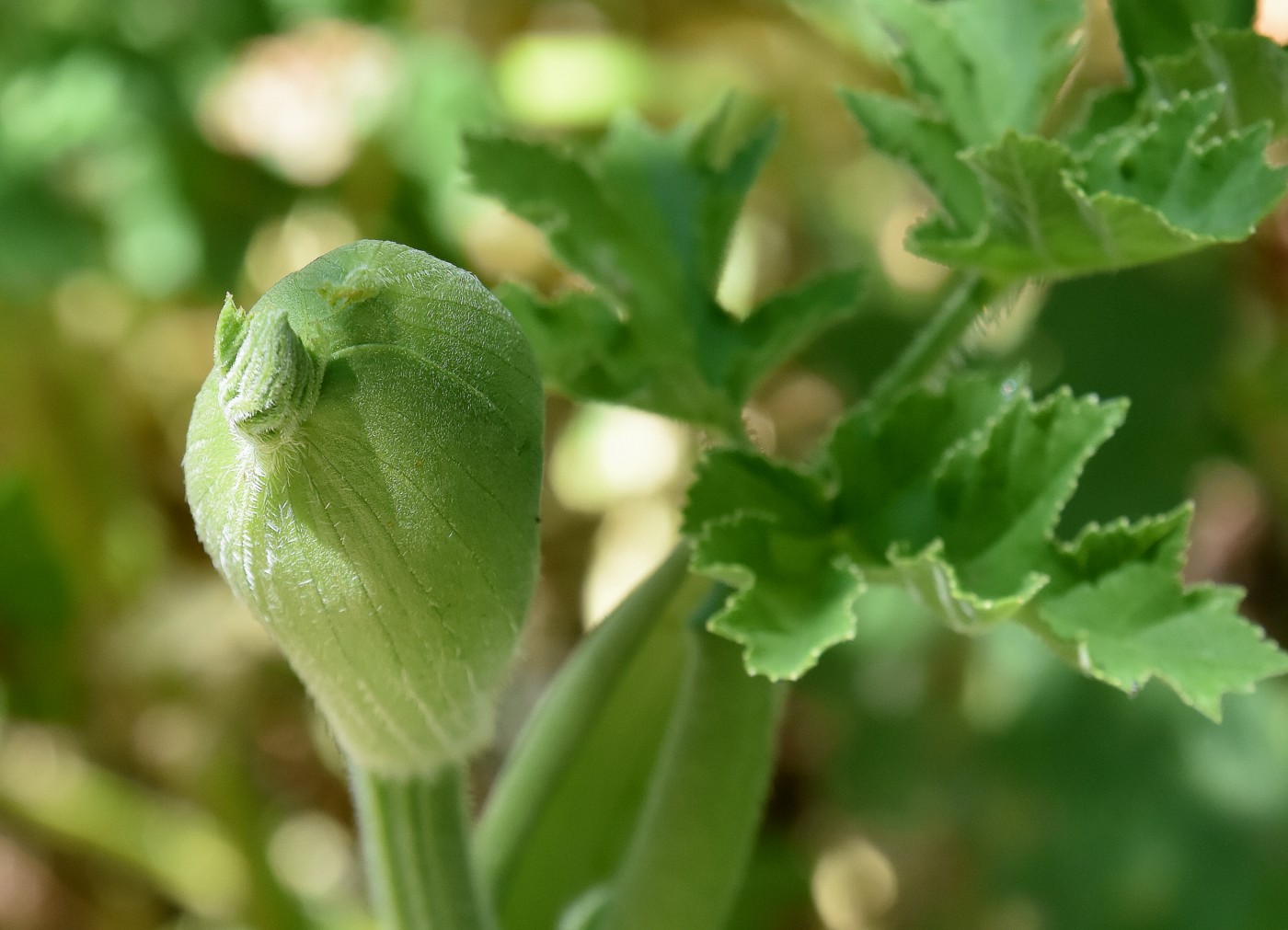 Image of Heracleum sibiricum specimen.