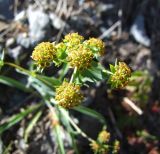 Bupleurum triradiatum
