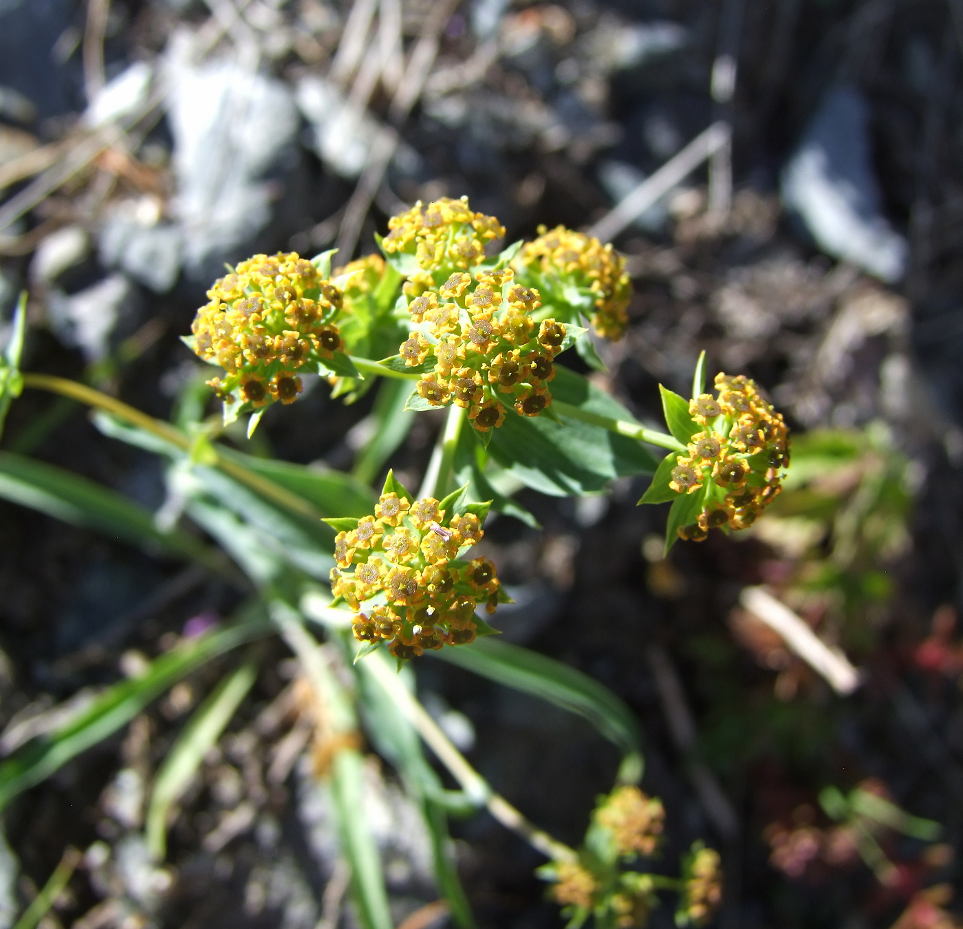 Изображение особи Bupleurum triradiatum.