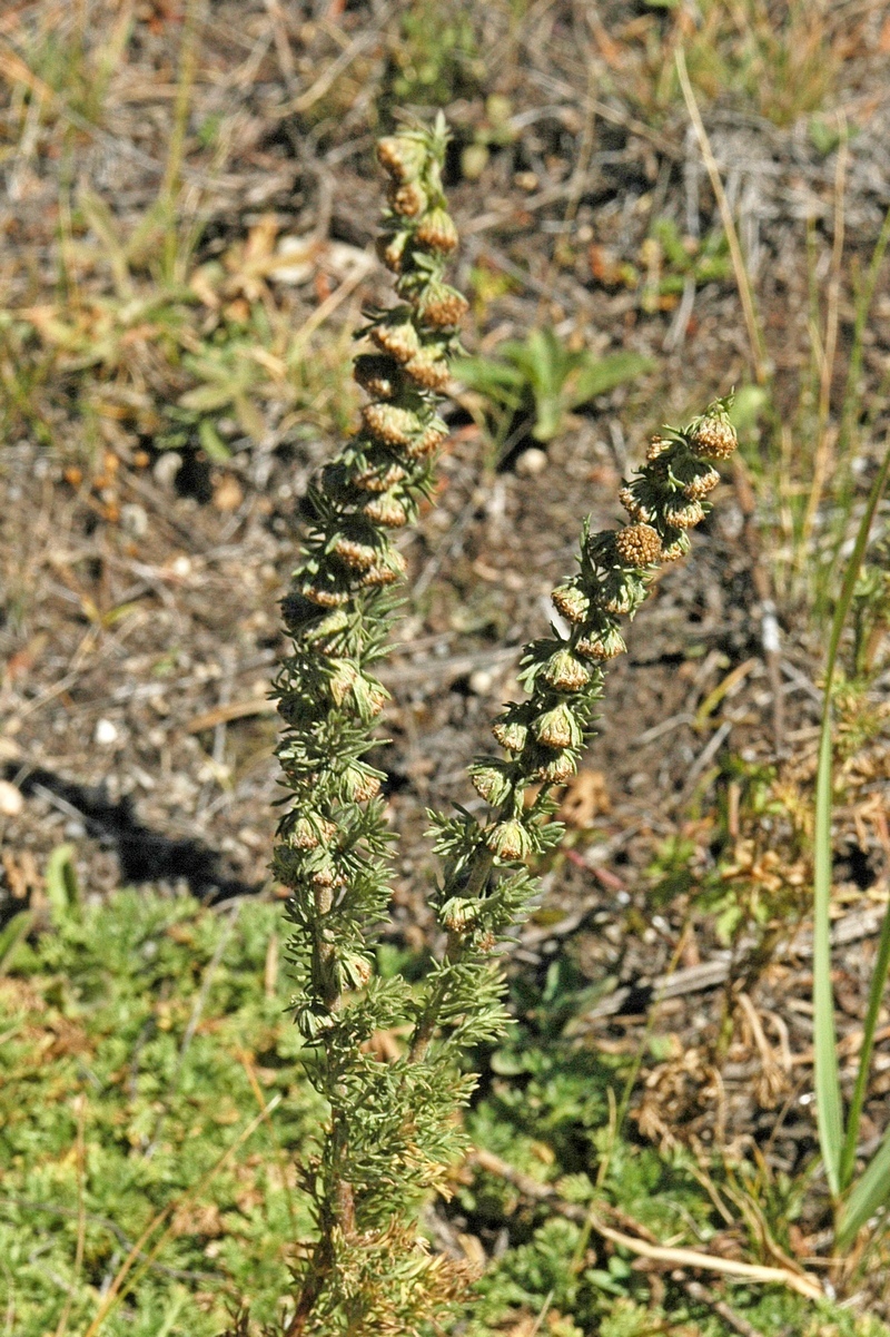 Изображение особи Artemisia viridis.