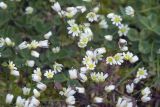 Erophila praecox