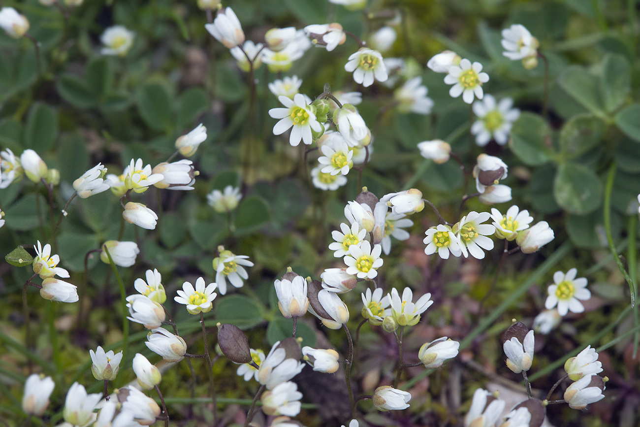 Изображение особи Erophila praecox.