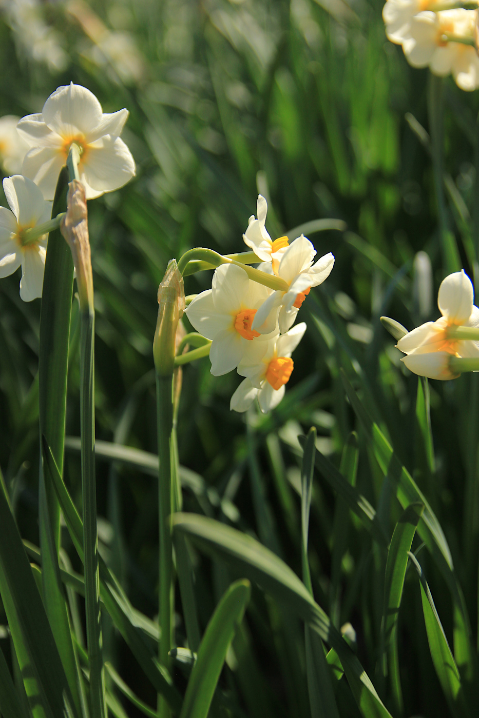 Image of Narcissus tazetta specimen.