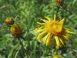 Inula salicina. Соцветия. Татарстан, г. Лениногорск. 20.06.2010.