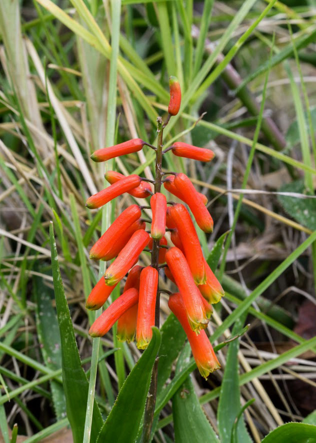 Image of Aloe ciliaris specimen.