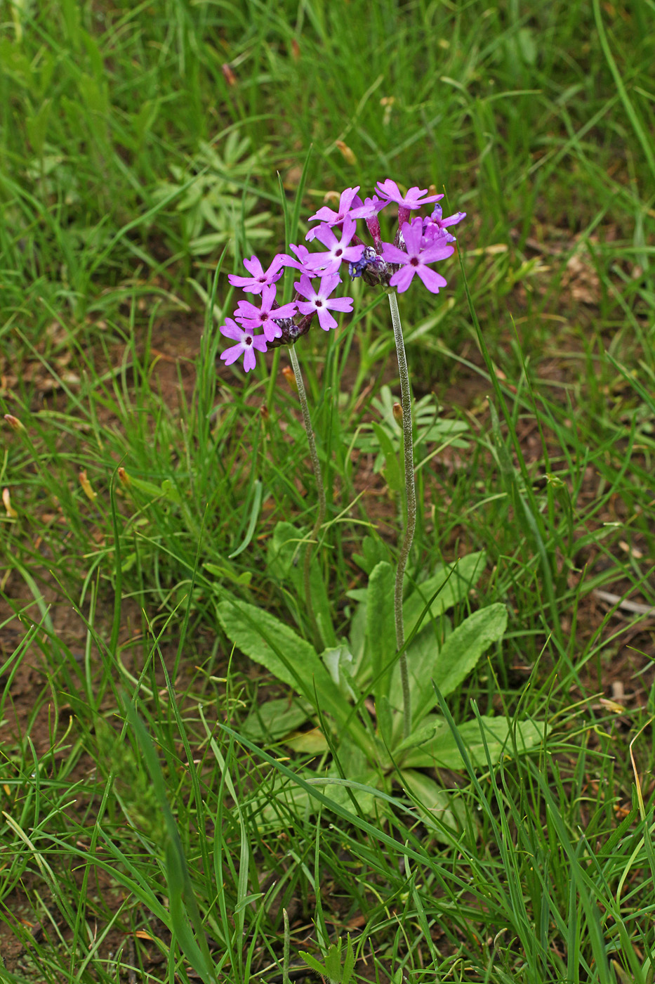 Image of Primula capitellata specimen.