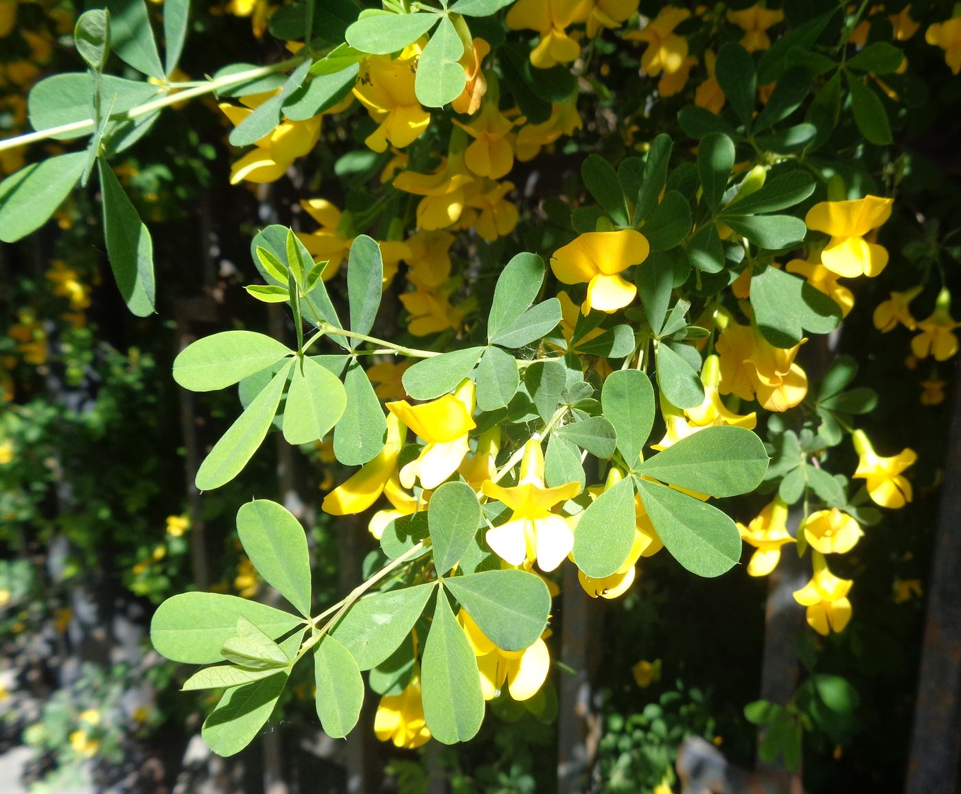Image of Caragana frutex specimen.