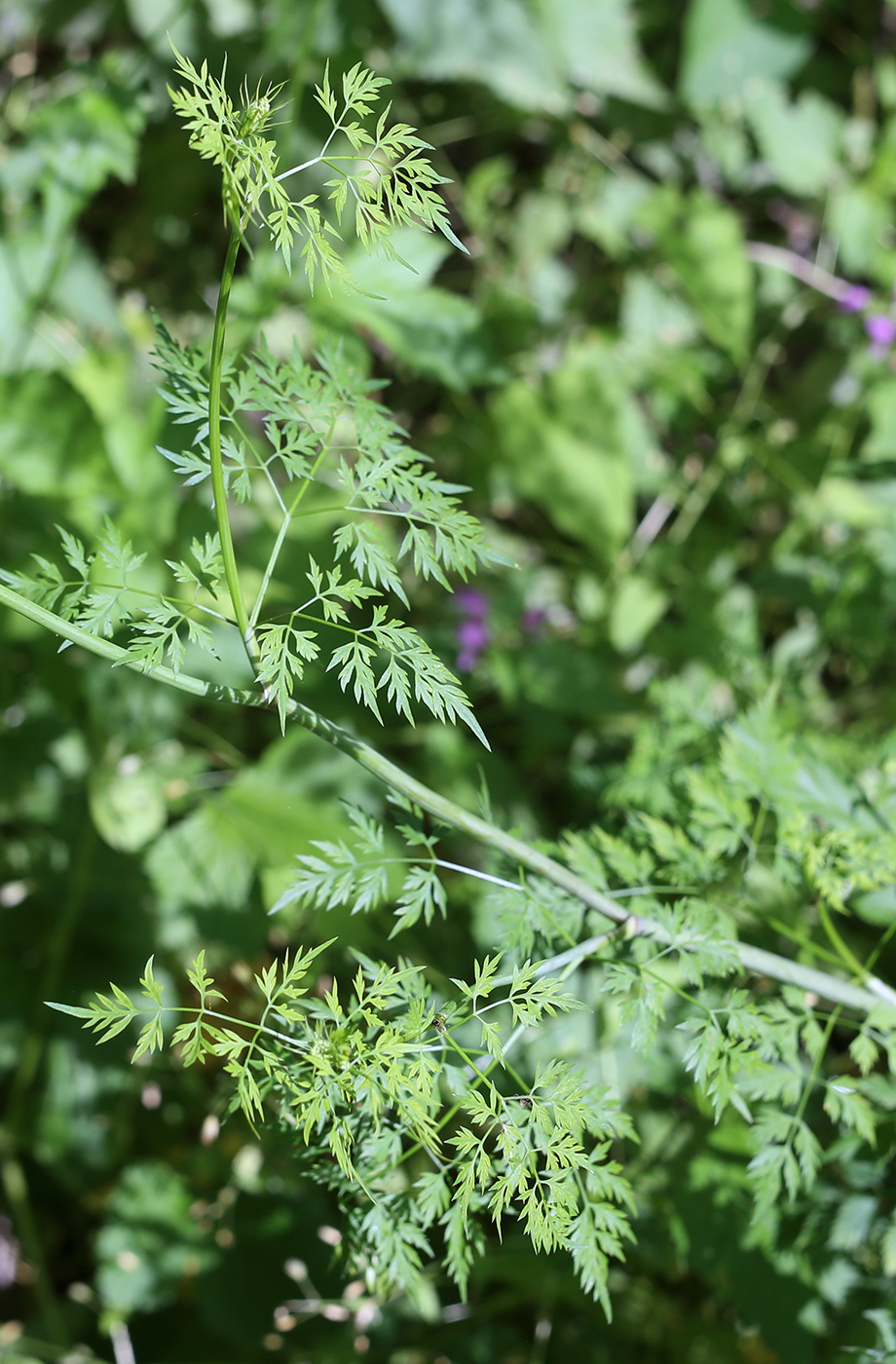 Изображение особи Aethusa cynapium.