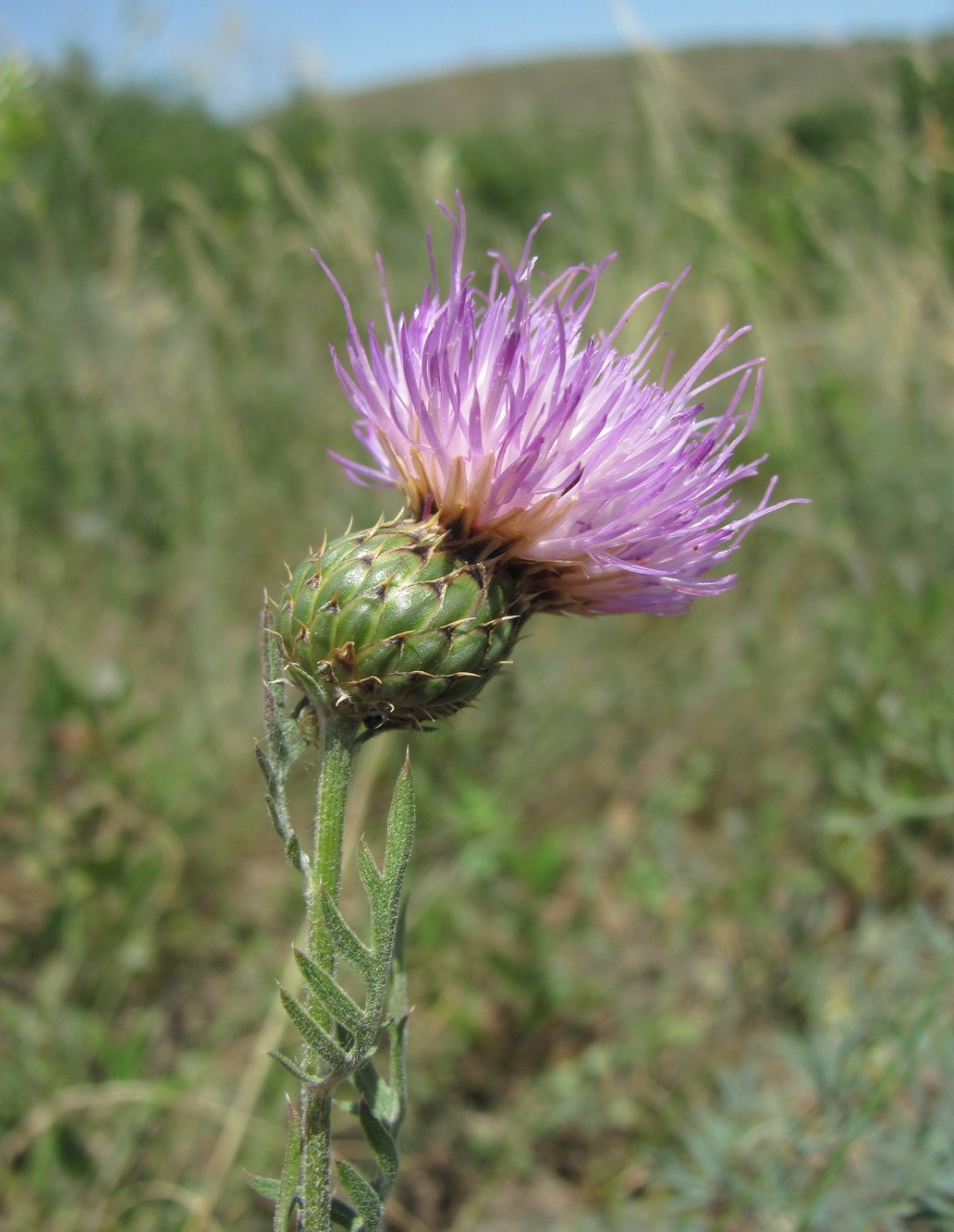 Image of Klasea radiata specimen.