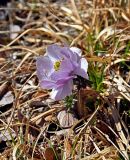 Trollius lilacinus. Цветущее растение. Алтай, Кош-Агачский р-н, долина р. Аккаллу-Озек, ≈ 2700 м н.у.м., горная тундра. 17.06.2019.