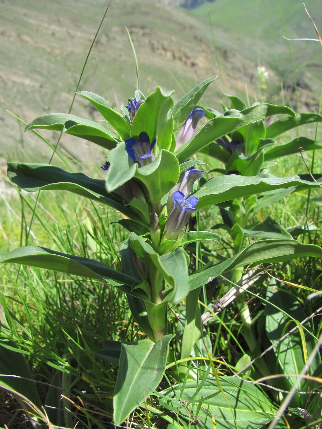 Image of Gentiana cruciata specimen.