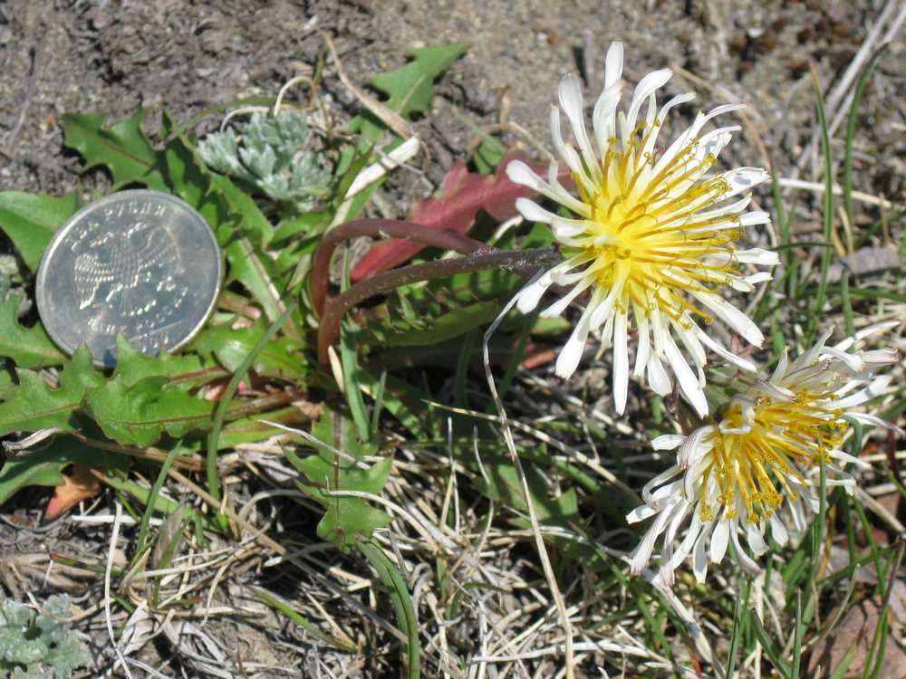 Image of Taraxacum albescens specimen.