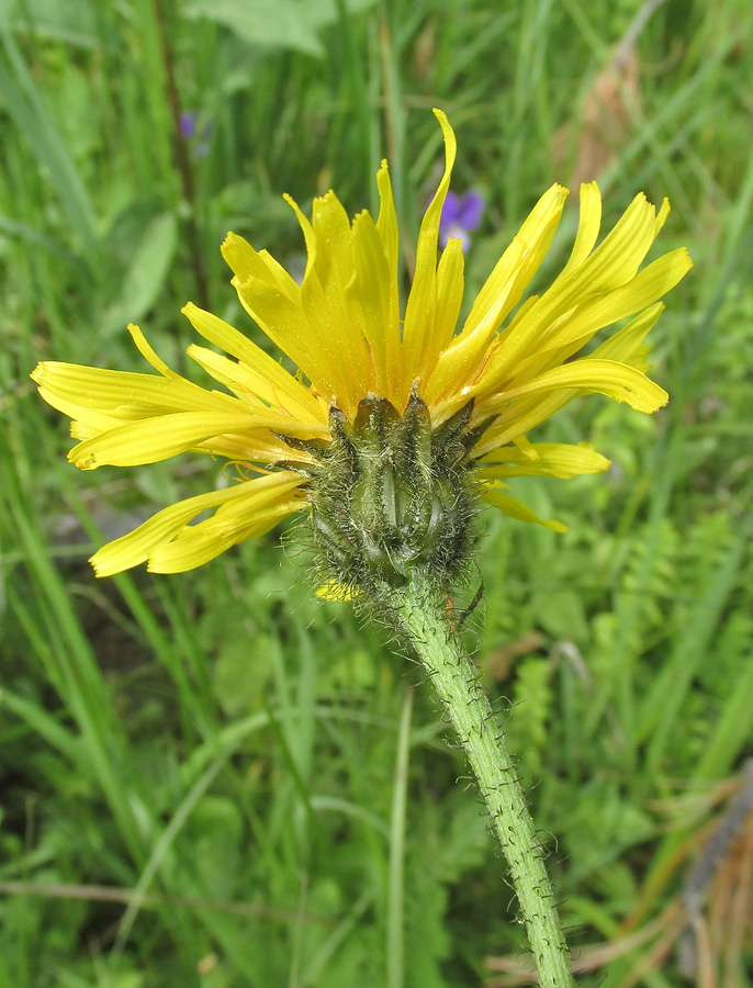 Image of Crepis sibirica specimen.