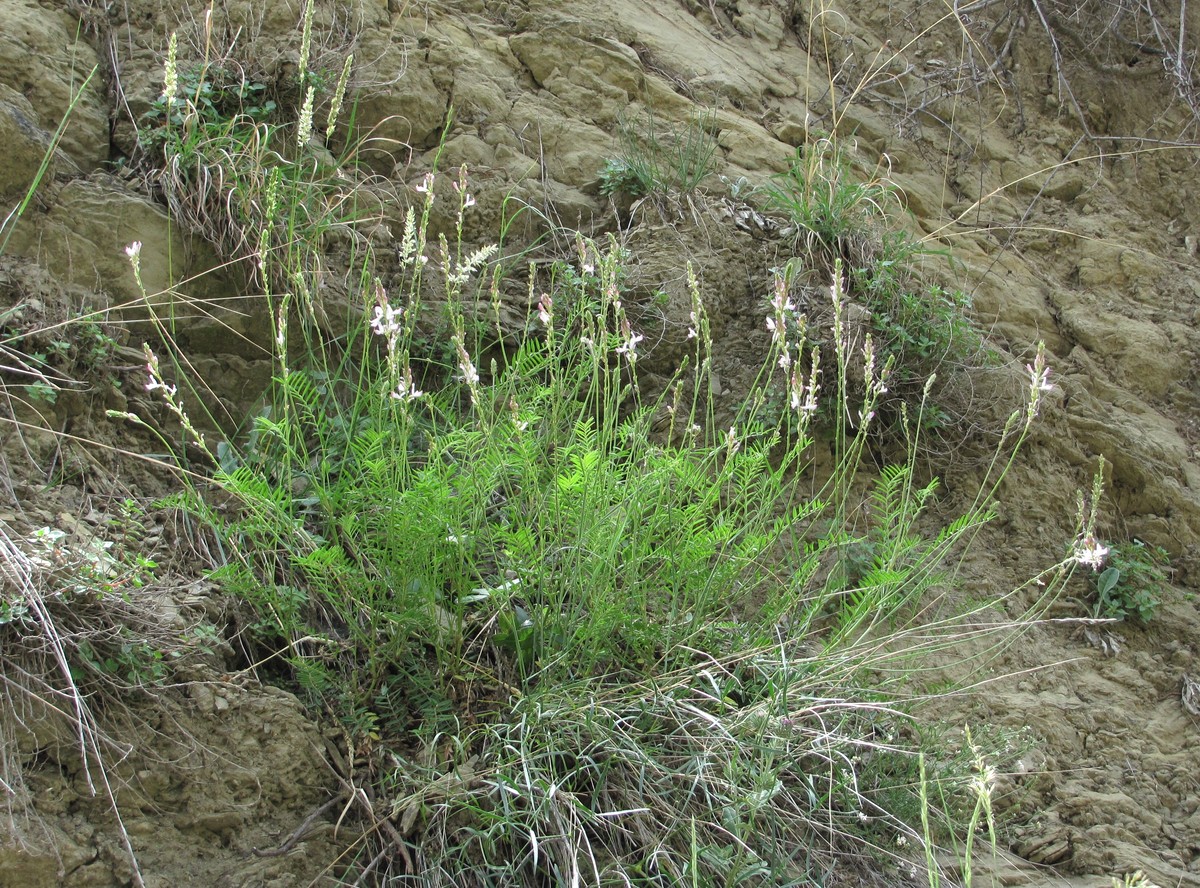 Image of Onobrychis petraea specimen.