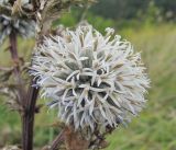 Echinops sphaerocephalus. Соцветие. Краснодарский край, окр. г. Новороссийск, хр. Маркотх, пер. Андреевский, нагорная степь. 07.08.2019.