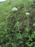 Valeriana alliariifolia. Цветущее растение. Дагестан, Левашинский р-н, окр. с. Леваши, ок. 1500 м н.у.м., луг на склоне. 09.06.2019.