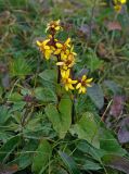 Ligularia sibirica