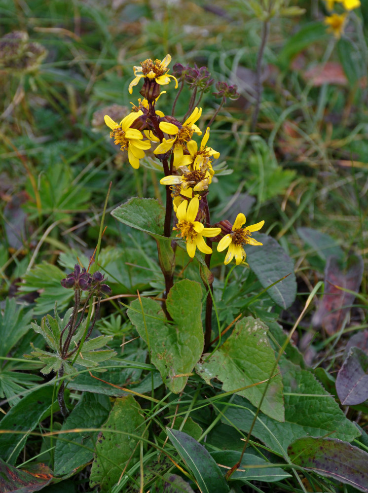 Изображение особи Ligularia sibirica.